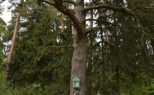 Šaukėnų pušis_r1.jpg